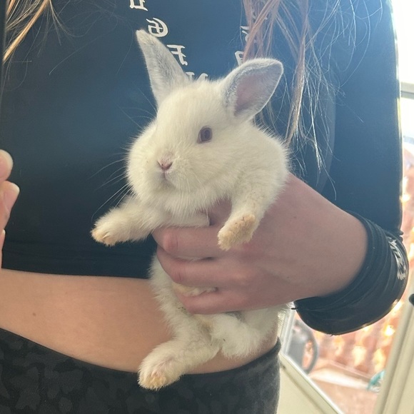 Pet Friendly Home 🖤 Please Read 🖤 - Picture 2 of 5